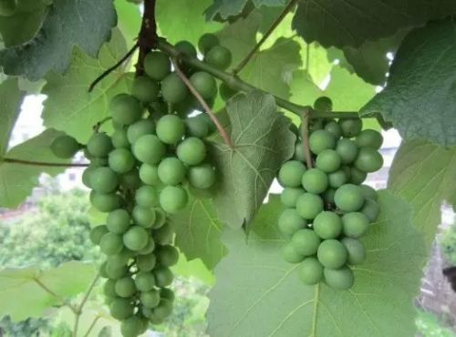 又一友邦与台湾断交,大陆成最大输家!-战略观