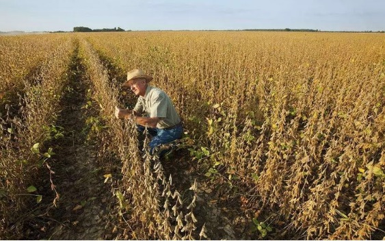 感谢贸易战,中国彻底摆脱对美农产品依赖!