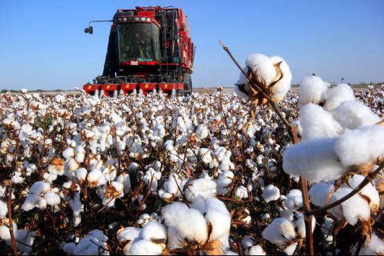 不容抹黑！关于新疆棉花的6个事实