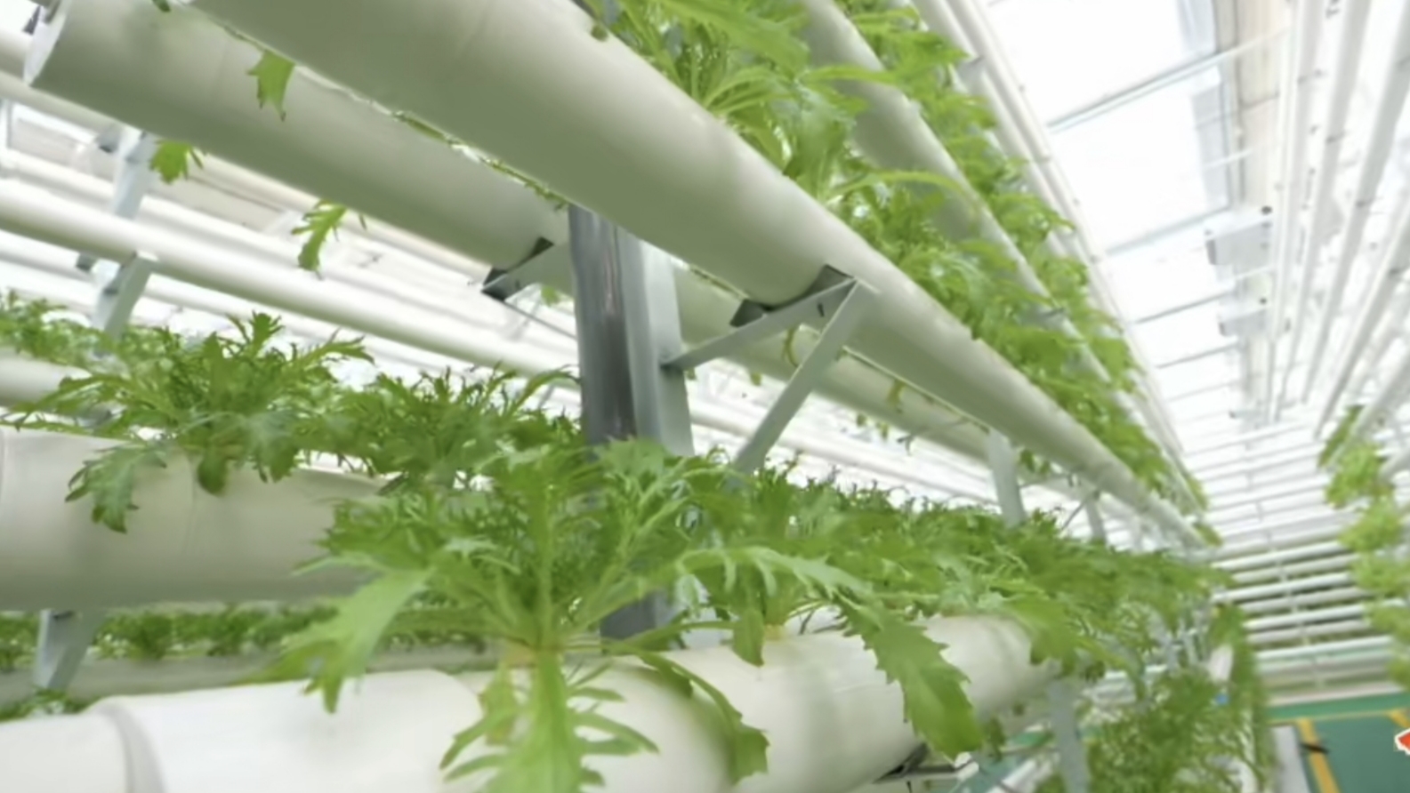 
为什么我们能享受“蔬菜自由”